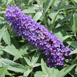 Image Property of Sooner Plant Farm
