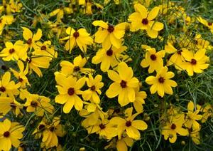 Photo courtesy of Terra Nova Nursery