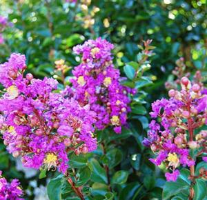 Courtesy of Gardener's Confidence