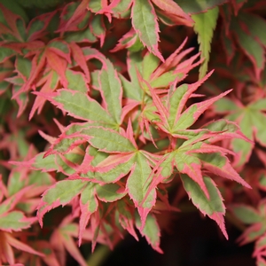 Image Property of Sooner Plant Farm (spring color)