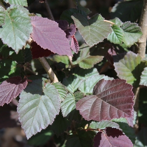 Image Property of Sooner Plant Farm