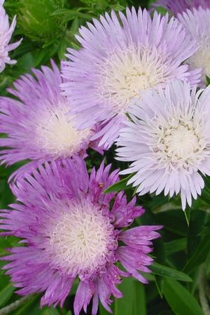 Courtesy of North Creek Nurseries
