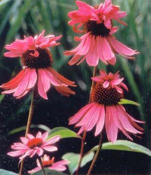 DOUBLE DECKER CONEFLOWER
