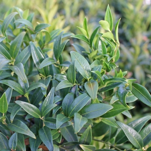 Image Property of Sooner Plant Farm