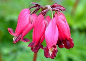 Courtesy of Terra Nova Nurseries
