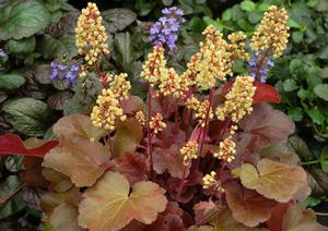 Courtesy of Terra Nova Nurseries