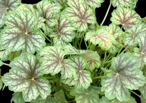Courtesy of Terra Nova Nurseries