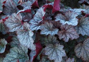 Courtesy of Terra Nova Nurseries