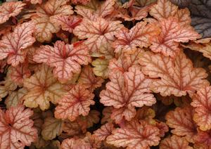 Courtesy of Terra Nova Nurseries
