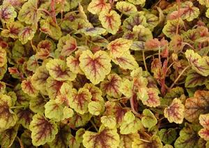 Courtesy of Terra Nova Nurseries