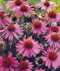 MAGNUS PURPLE CONEFLOWER