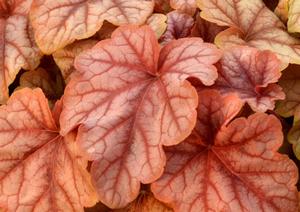 Courtesy of Terra Nova Nurseries