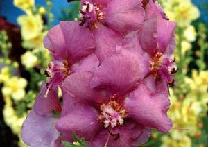 Courtesy of Terra Nova Nurseries