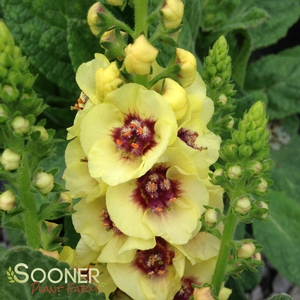 Image Property of Sooner Plant Farm