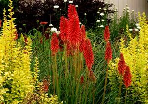Courtesy of Terra Nova Nurseries