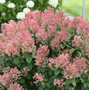 Courtesy of Spring Meadow Nursery