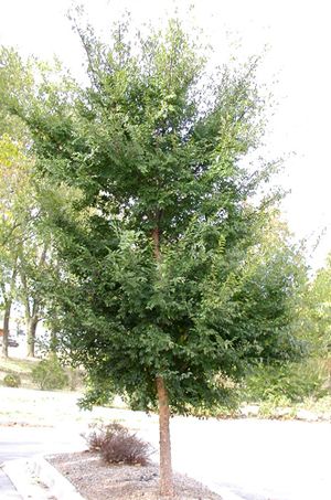 ALLEE ELM