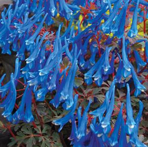 Courtesy of Terra Nova Nurseries
