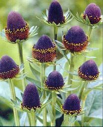 BLACK BEAUTY BLACK-EYED SUSAN