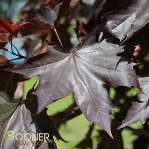 Image Property of Sooner Plant Farm