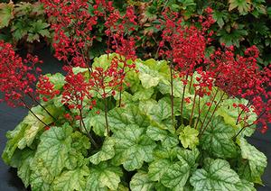 Courtesy of Terra Nova Nurseries