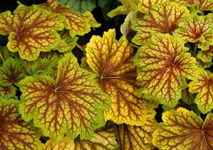 Courtesy of Terra Nova Nurseries
