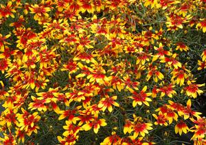 Courtesy of Terra Nova Nurseries