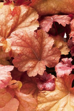 DOLCE® PEACH MELBA CORAL BELLS