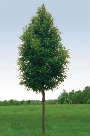 BOSQUE ELM