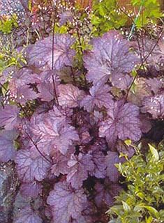 PLUM PUDDING CORAL BELLS