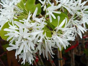 Courtesy of Heritage Seedlings