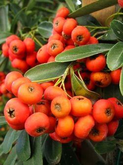 Photo courtesy of Greenleaf Nursery
