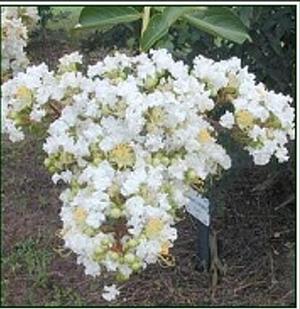 Photo Courtesy of Greenleaf Nursery