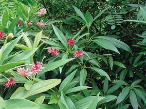 Photo courtesy of Greenleaf Nursery