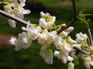 Photo Courtesy of Greenleaf Nursery