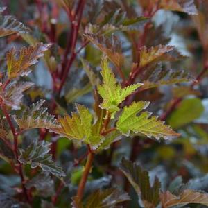 Image Courtesy of Garden Debut��