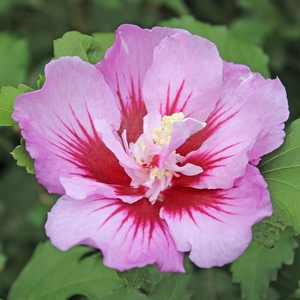 Image Property of Sooner Plant Farm