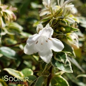 Image Property of Sooner Plant Farm, Inc.