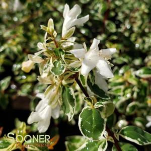 Image Property of Sooner Plant Farm, Inc.