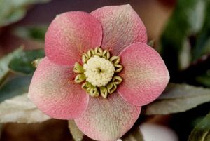 SUNSHINE SELECTIONS LENTEN ROSE