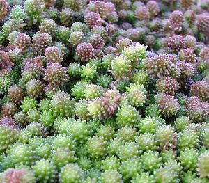 ACRE SEDUM