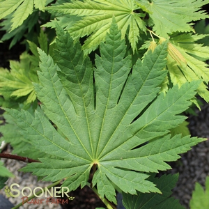 Image Property of Sooner Plant Farm