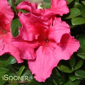 Image Property of Sooner Plant Farm