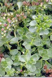 JOHN CREECH SEDUM