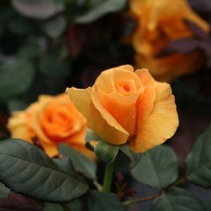 Image Courtesy of Greenleaf Nursery