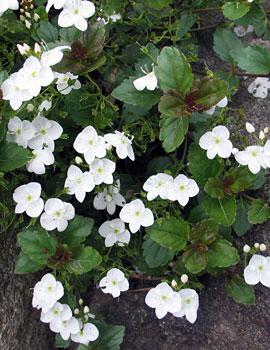 Image Courtesy of Greenleaf Nursery