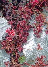BLAZE OF FULDA SEDUM