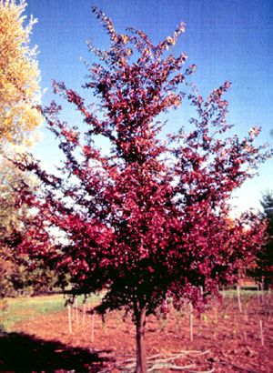 FRONTIER ELM