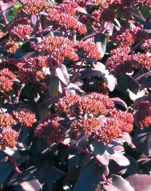 PURPLE EMPEROR SEDUM