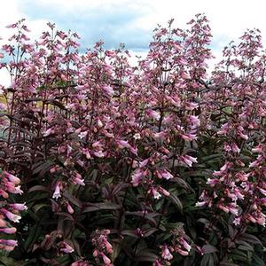 Photo Courtesy of Greenleaf Nursery